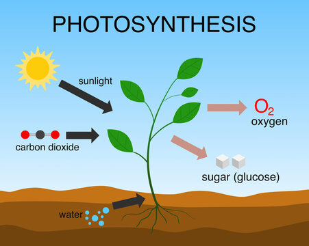 biology mcqs for fpsc test