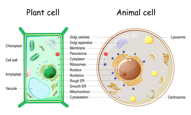 biology mcqs for fpsc test